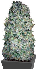 Green Love Potion fem (Samsara Seeds)