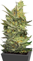 Gipsy Haze fem (Eva Seeds)