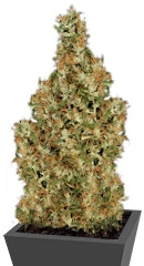 Kali Mist regular (Serious Seeds)