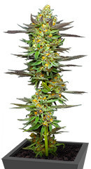 Mint Jelly Auto fem (Humboldt Seed Company) семена конопли