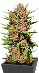 Purple #1 regular (Dutch Passion)