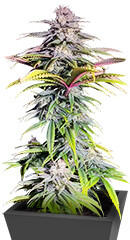 Sour MAC F1 fem (Seedkeepers) семена конопли