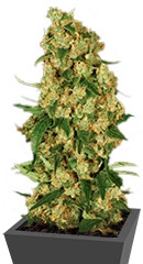 Wappa fem (Paradise Seeds)