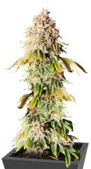 Frosted Guava fem (Original Sensible Seeds)