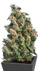 Kushage regular (TH Seeds)