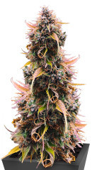 Mandarin Thuggee Auto fem (AlphaFem Seeds)