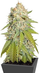 Pure AK fem (Female Seeds)
