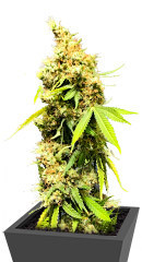 Royal Runtz fem (Royal Queen Seeds) семена конопли