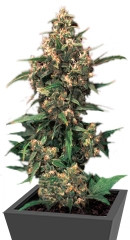 Strawberry Cough fem (Dutch Passion)