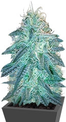 Triple Cheese fem (Barney's Farm)