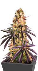 Runtz Muffin fem (Barney's Farm)