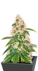 Amnesia Haze fem (Anaconda Seeds) семена конопли
