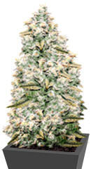 Gorilla Glue #4 fem (Anesia Seeds)