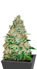 Gorilla Glue fem (Monster Genetics)