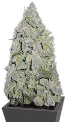 Honey Rock fem (Sumo Seeds)