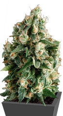 Lennon fem (Pyramid Seeds)