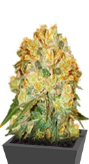 Marmalate fem (Delicious Seeds)