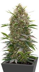 Amnesia Kush fem (Dinafem Seeds)