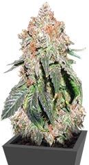 Jack Herer Auto fem (Trikoma Seeds)