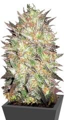 Auto Lavender Best fem (Bulk Seed Bank)