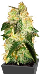 Pakistan Ryder Auto fem (World of Seeds)