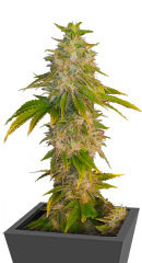 Satori fem (Mandala Seeds)