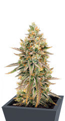 Sugar Bomb Punch fem (Dutch Passion)