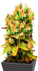 Honeybells CBD fem (Delicious Seeds)
