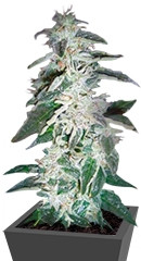 Alaskan Ice fem (GHS)