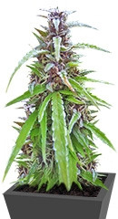 Easy Sativa fem (Female Seeds)