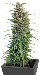 New York Power Diesel fem (Nirvana Seeds)