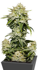 Gorilla Cookies FF fem (FastBuds) семена конопли