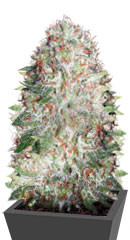 Auto Green Wild Shark (Auto Great White Shark) fem (Victory Seeds)