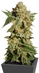 BCN Diesel Max Auto fem (Kannabia Seeds)