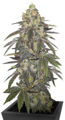 Nutter Budder fem (Humboldt Seed Company) семена конопли