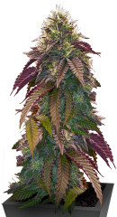 Polar Gelato Auto fem (Silent Seeds) семена конопли