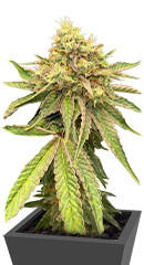 Watermelon Zkittlez Fast Version fem (Easy Grow Seeds)