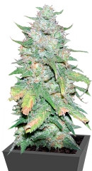 Afghan Kush X Yumbolt fem (World of Seeds) семена конопли