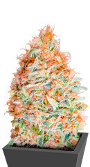 Banana Cookies fem (Advanced Seeds) семена конопли