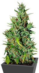 Neville Haze Ryder Auto fem (World of Seeds)