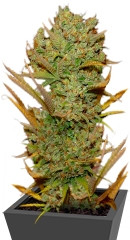 Super Silver Haze fem (GHS)