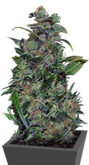 Tank fem (VIP seeds)