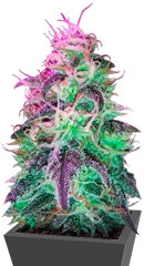 BlackJack fem (Nirvana Seeds)