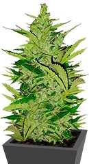 Fast Eddy Automatic CBD fem (RQS)