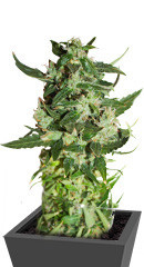 Kabul Express fem (Kalashnikov Seeds)