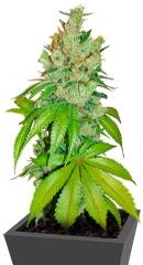 Kushberry fem (DNA Genetics)