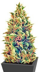 Puff Puff Pass Out fem (KFC Seeds)