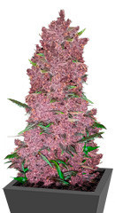 Purple Lemonade Auto fem (FastBuds)