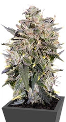 Buddha White Dwarf Auto fem (Buddha Seeds)