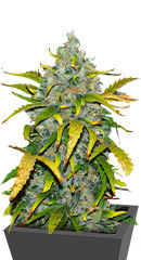 AK Skunk fem (Kalashnikov Seeds)